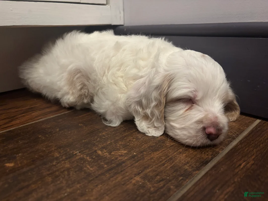 Cockapoo dogs for sale: Goliath  - Ad 4