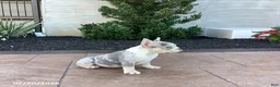 French Bulldog dogs for sale: Buttercup - Ad 3