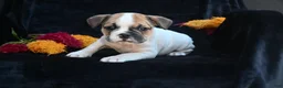 Mixed Breed dogs for sale: Jax - Ad 11
