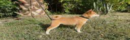 Shiba Inu dogs for sale: Shiba Inu Puppy 6 - Ad 3