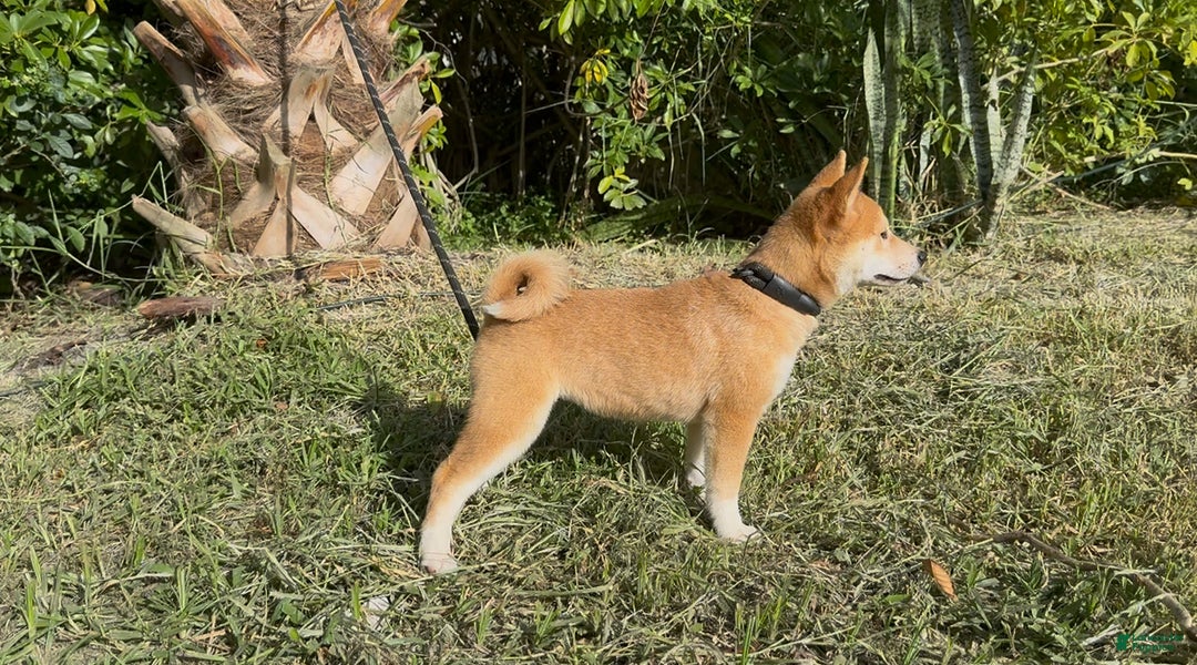 Shiba Inu dogs for sale: Shiba Inu Puppy 6 - Ad 3