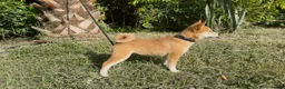Shiba Inu dogs for sale: Shiba Inu Puppy 6 - Ad 3