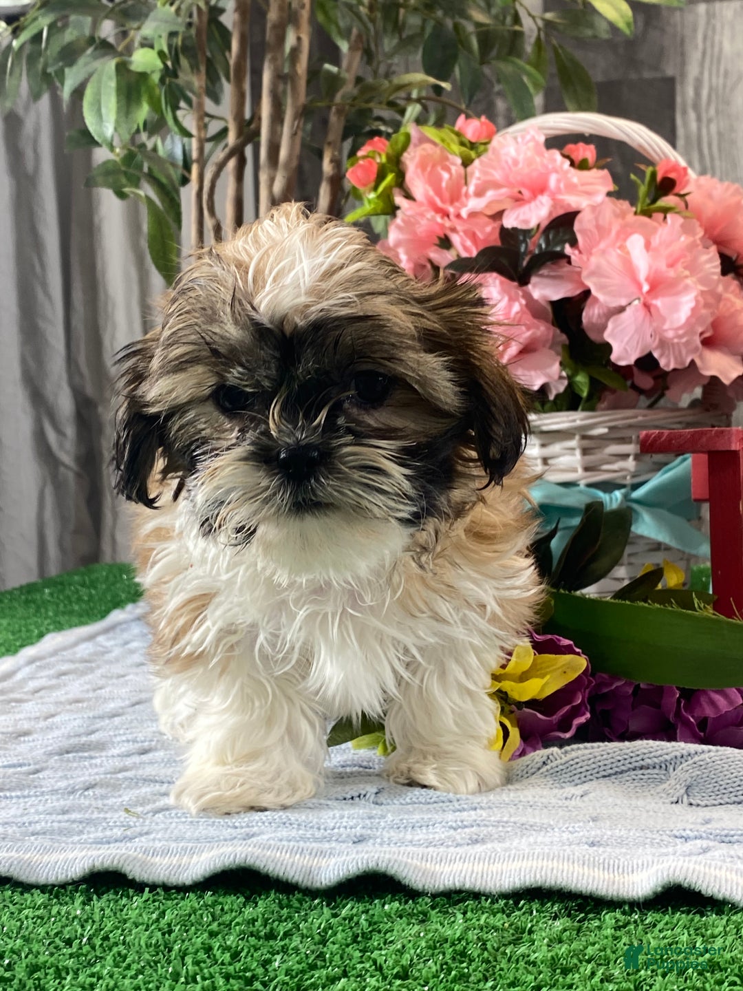 Shih Tzu dogs for sale: Saint - Ad 6