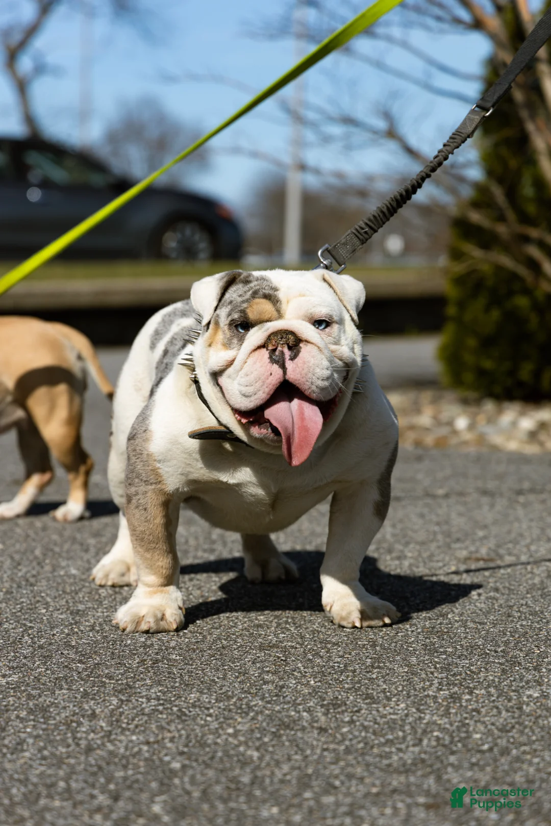 English Bulldog dogs for stud: Nature boy for stud  - Ad 1
