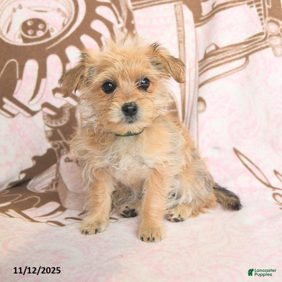 Mixed Breed dogs Cocopuff - Ad 1