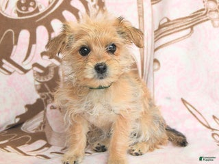 Mixed Breed dogs Cocopuff - Ad 17
