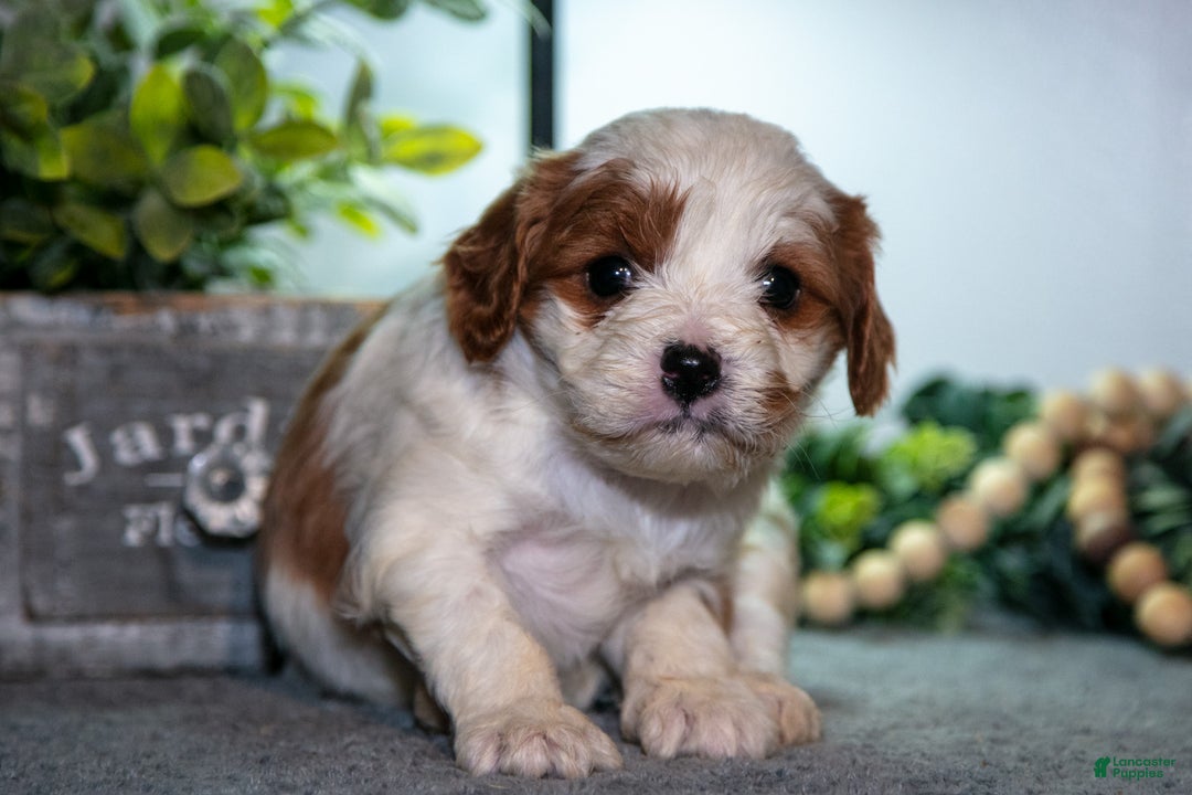 Cavapoo dogs for sale: Jessica - Ad 3