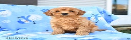 Mini Goldendoodle dogs for sale: Winnie - Ad 3