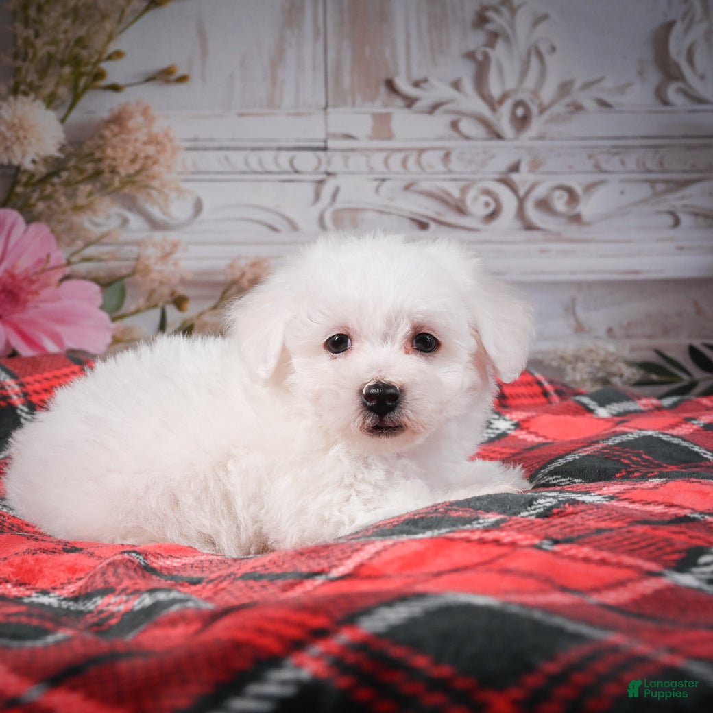 Bichon Frise dogs AKC-Riley - Ad 2