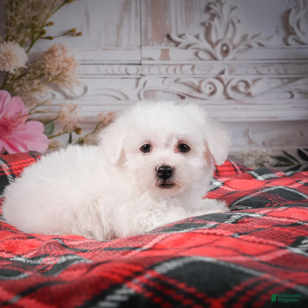 Bichon Frise dogs for sale: AKC-Riley - Ad 2