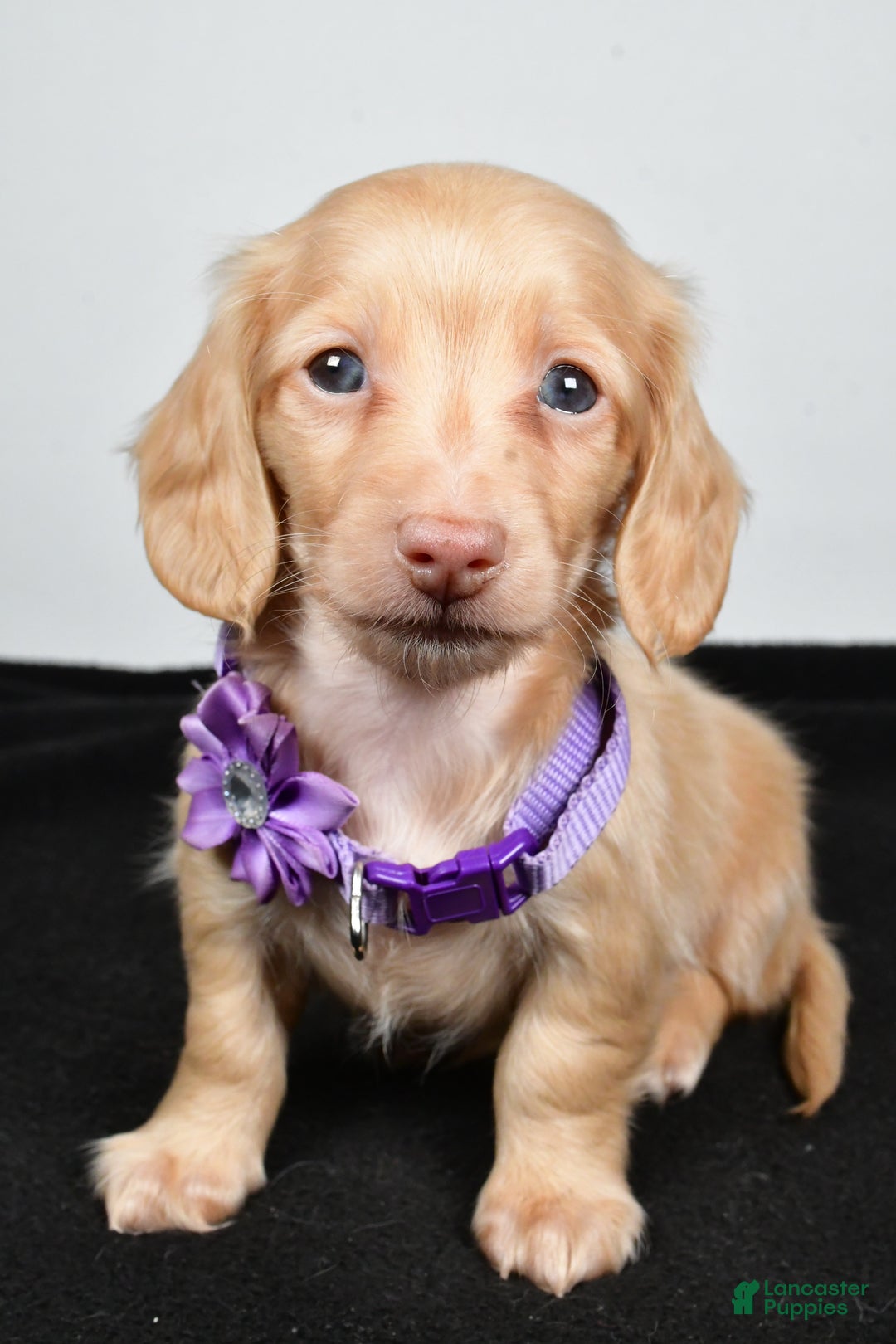 Miniature Dachshund dogs for sale: Annie - Ad 7