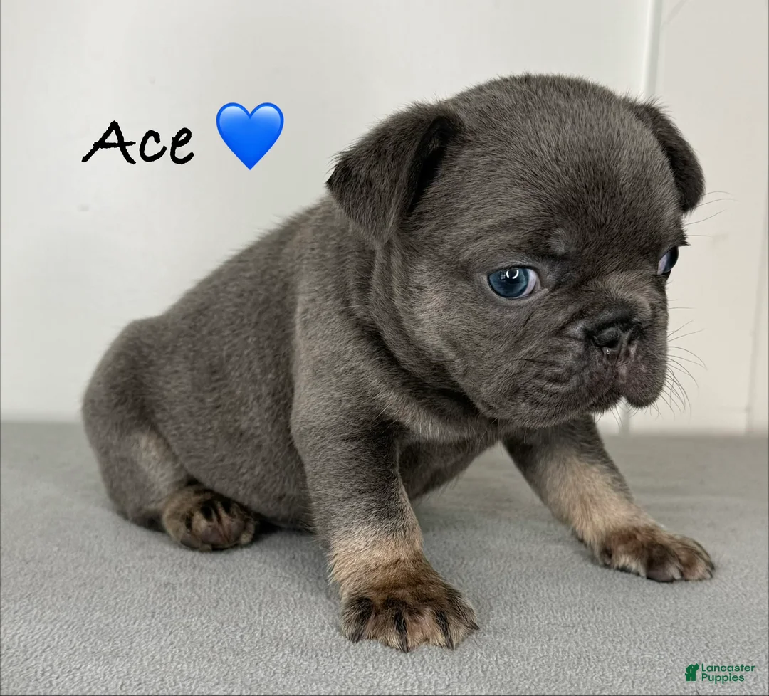 French Bulldog dogs for sale: Ace - Male French Bulldog Puppy - Ad 2