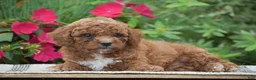 Miniature Poodle dogs for sale: Lewis - Ad 3