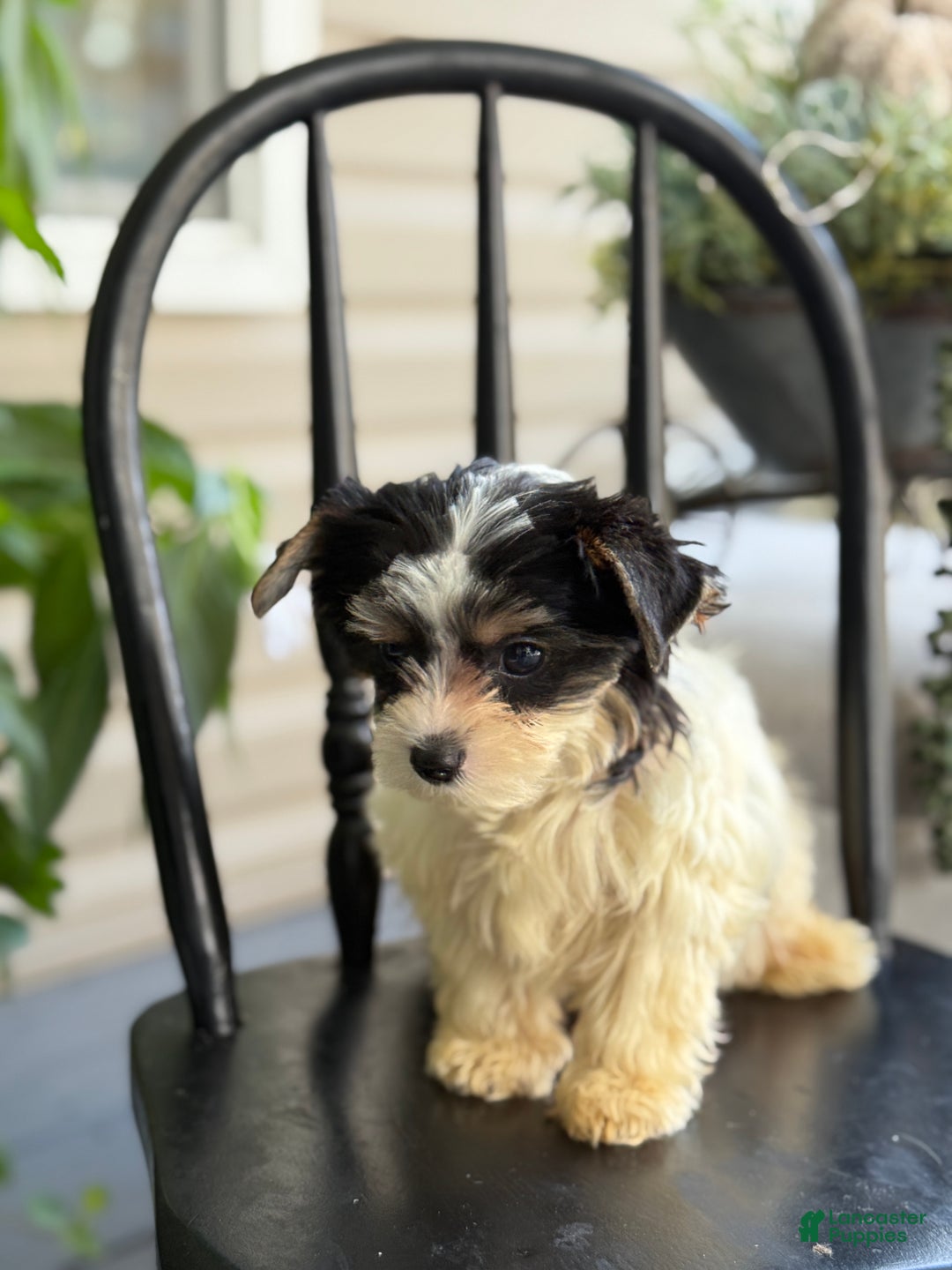 Yorkshire Terrier dogs for sale: Morsel - Ad 4