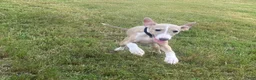 Italian Greyhound dogs for sale: Mr Black - Ad 3