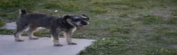 Miniature Schnauzer dogs for sale: Yoshi - Ad 11