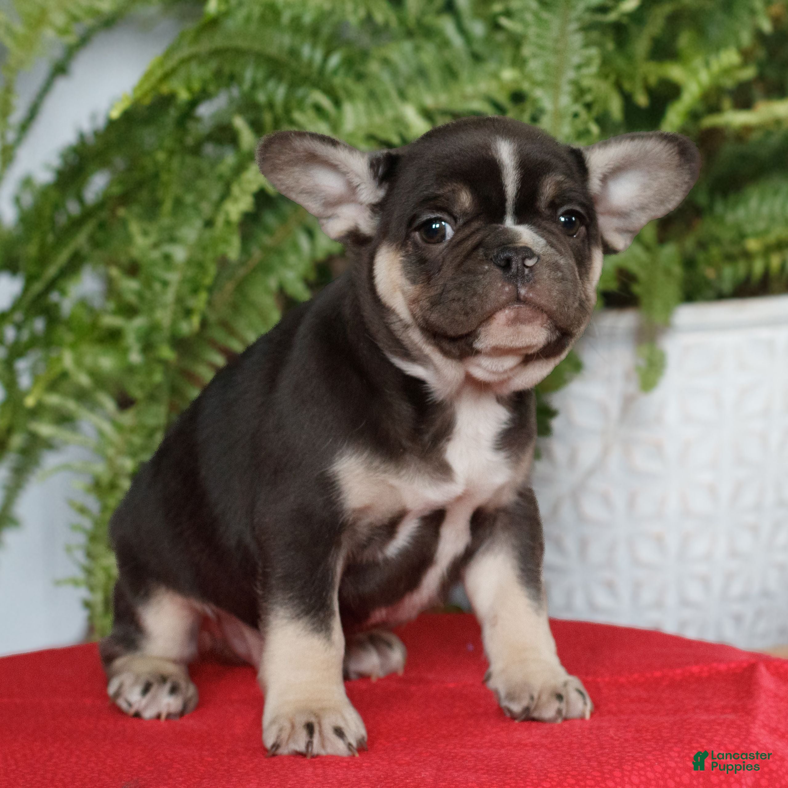 French Bulldog dogs for sale: Maddox  - Ad 3