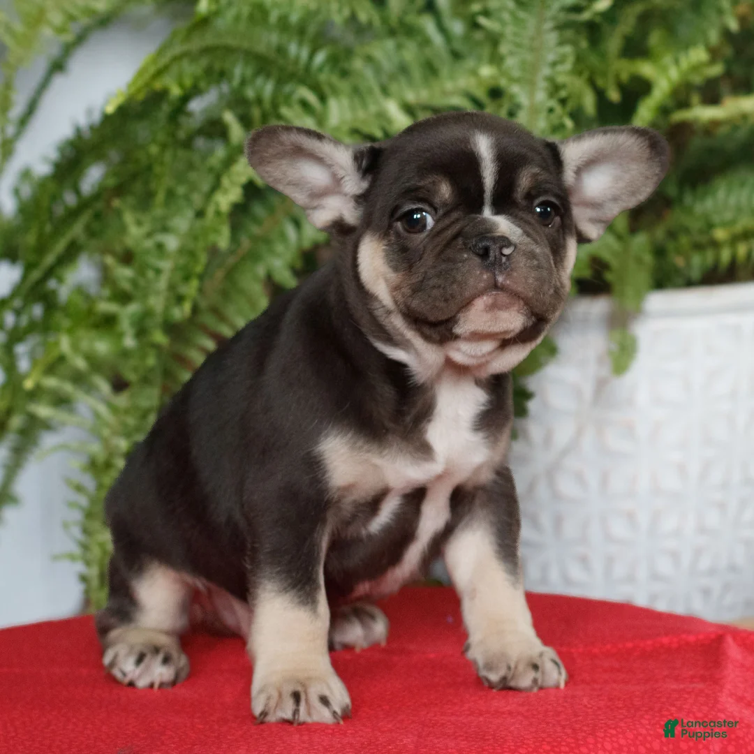 French Bulldog dogs for sale: Maddox  - Ad 1