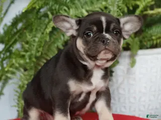 French Bulldog dogs for sale: Maddox - Ad 3