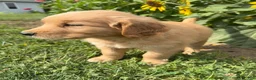Golden Retriever dogs for sale: Cooper - Ad 6