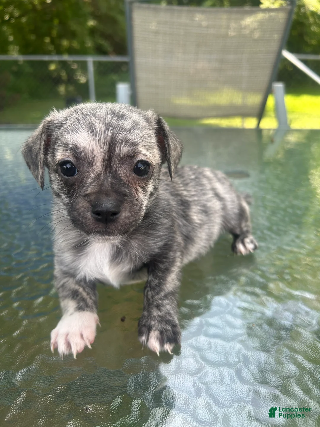 Mixed Breed dogs for sale: Max - Ad 1