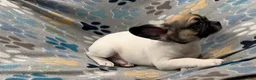 Frug dogs for sale: Olive - Ad 6