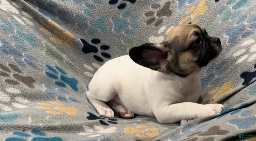 Frug dogs for sale: Olive - Ad 6