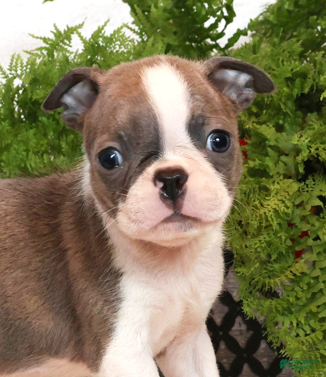 Boston Terrier dogs for sale: Cracker - Ad 9