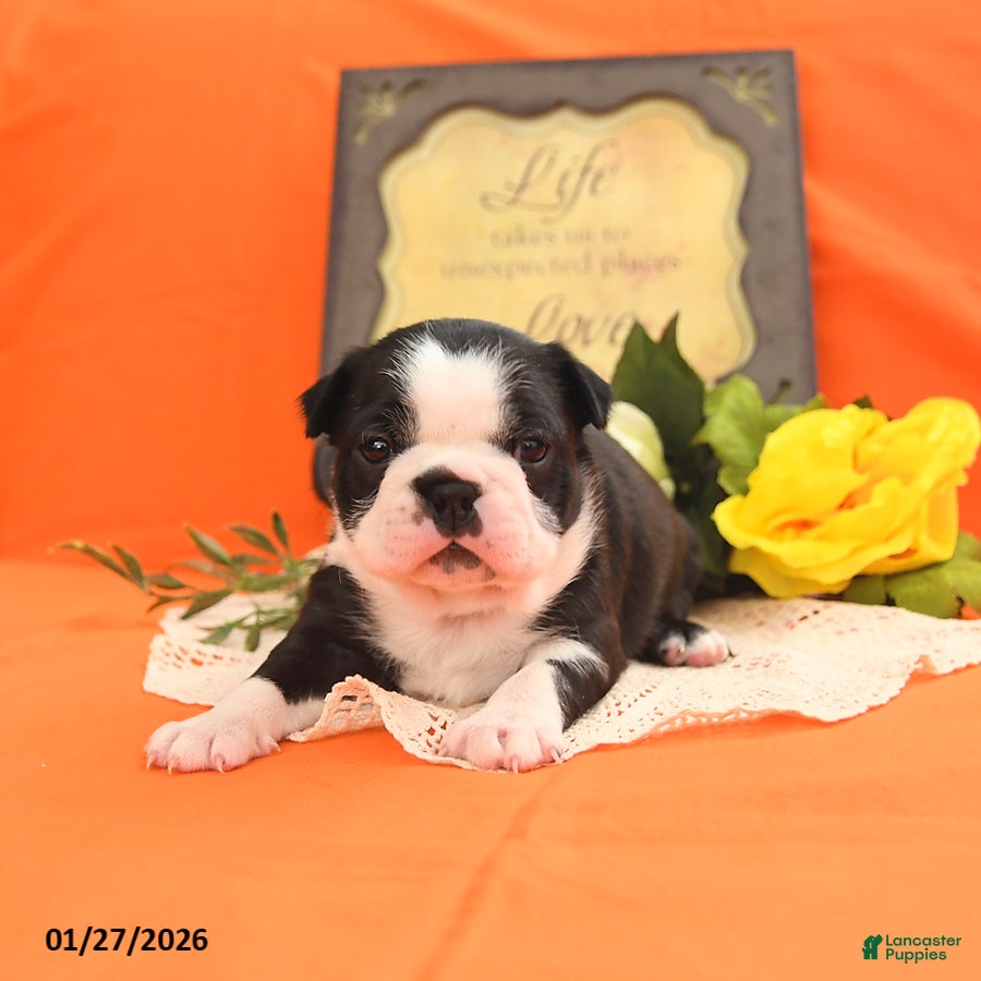 Boston Terrier dogs Roxie - Ad 4