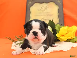 Boston Terrier dogs Roxie - Ad 4