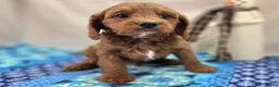 Cavapoo dogs for sale: Iceberg - Ad 11