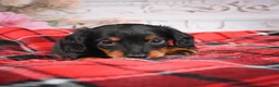 Miniature Dachshund dogs for sale: AKC-Elvis - Ad 4