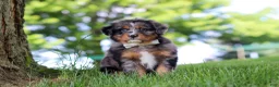 Mini Bernedoodle dogs for sale: Bumblebee - Ad 1