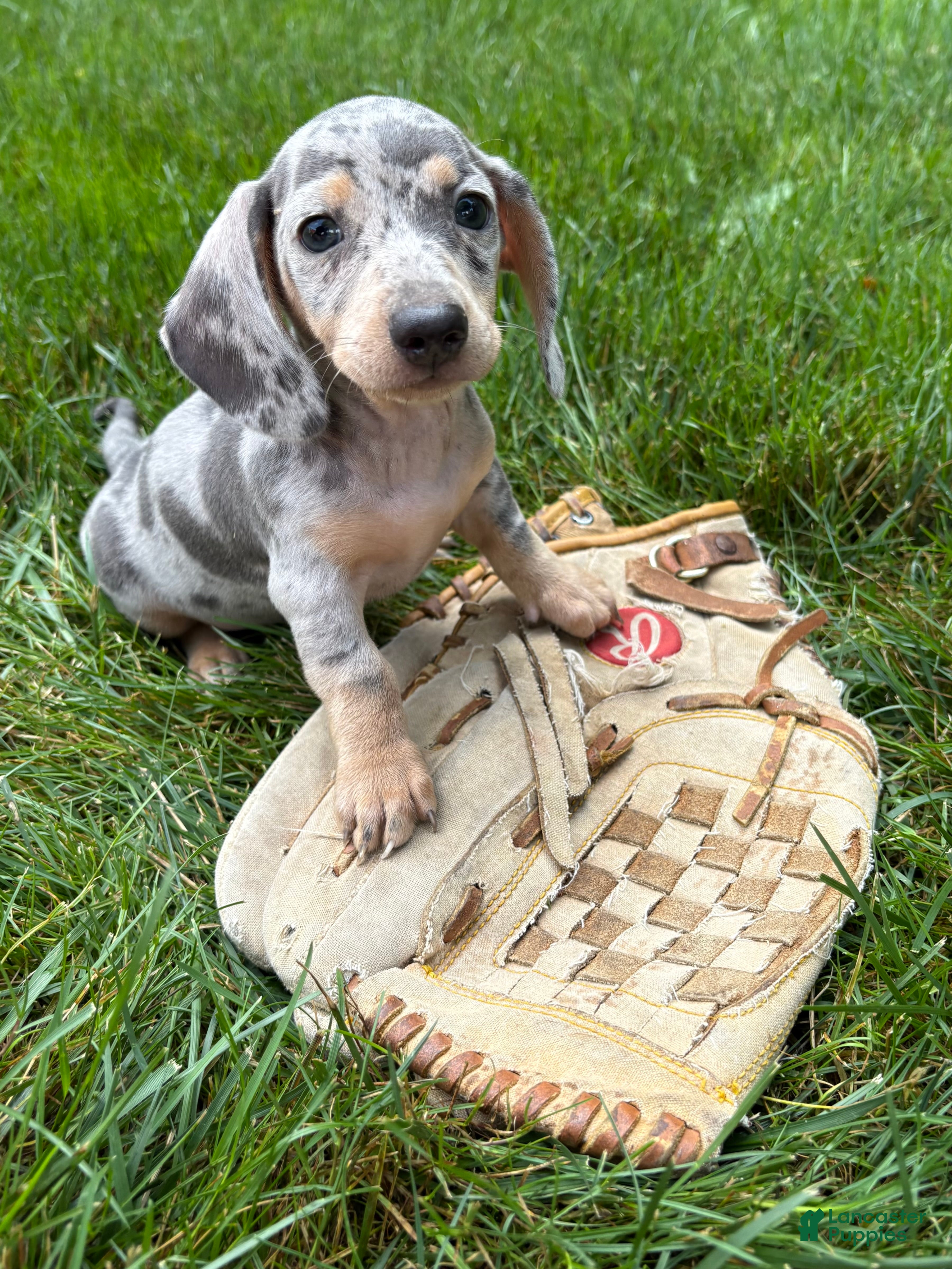 Miniature Dachshund dogs Zephyr - Ad 1