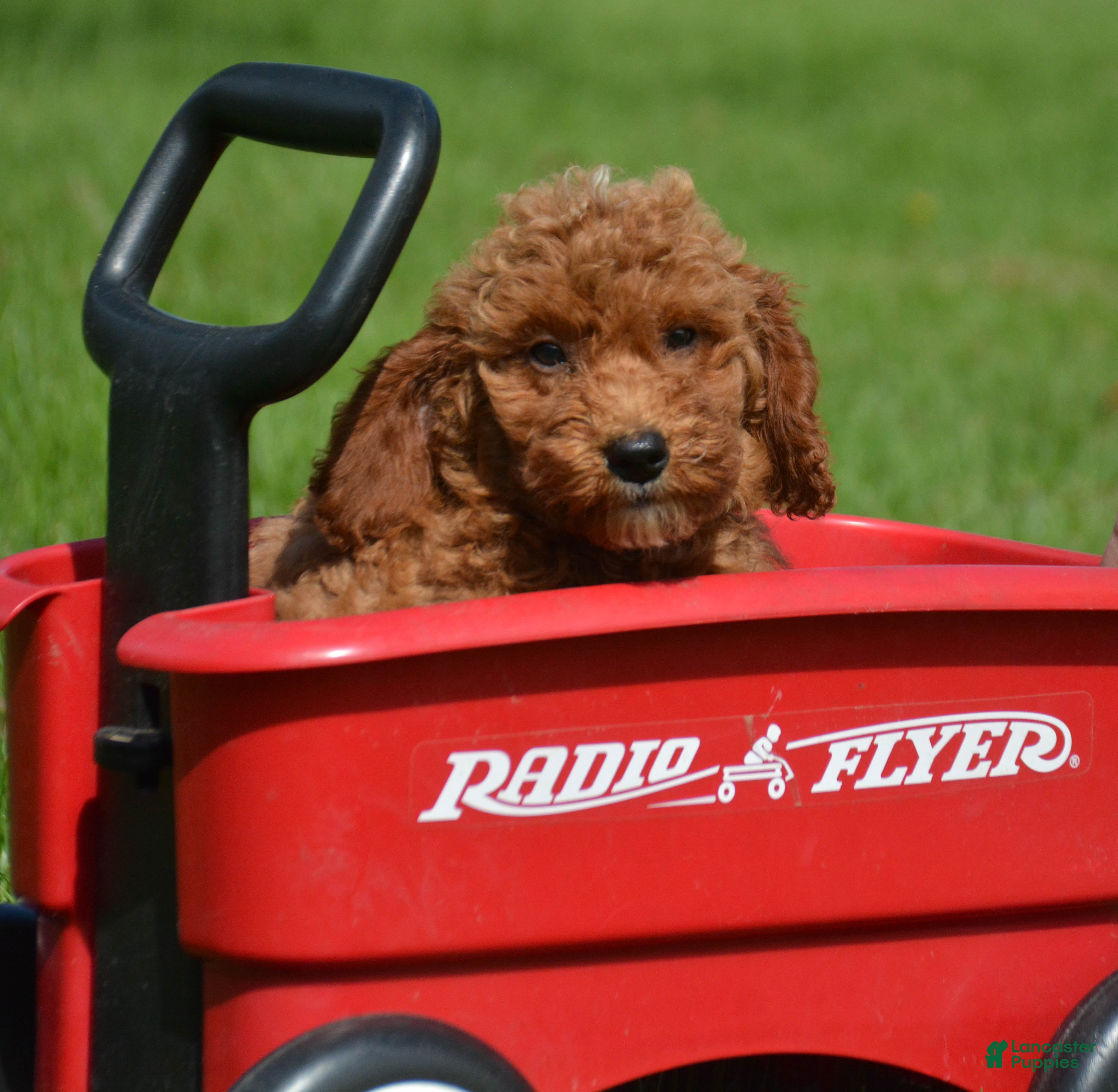 Mini Goldendoodle dogs Dora Mini Goldendoodle 7 - Ad 1