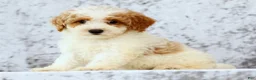 Bichpoo dogs for sale: Ernie - Ad 8