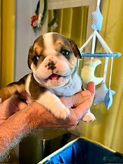 English Bulldog dogs Heavensent Addie - Ad 4