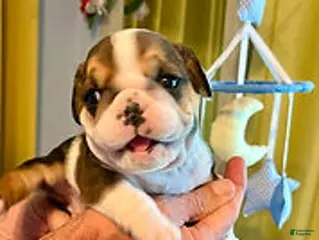 English Bulldog dogs Heavensent Addie - Ad 4