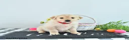 Golden Retriever dogs for sale: Ruby - Ad 2