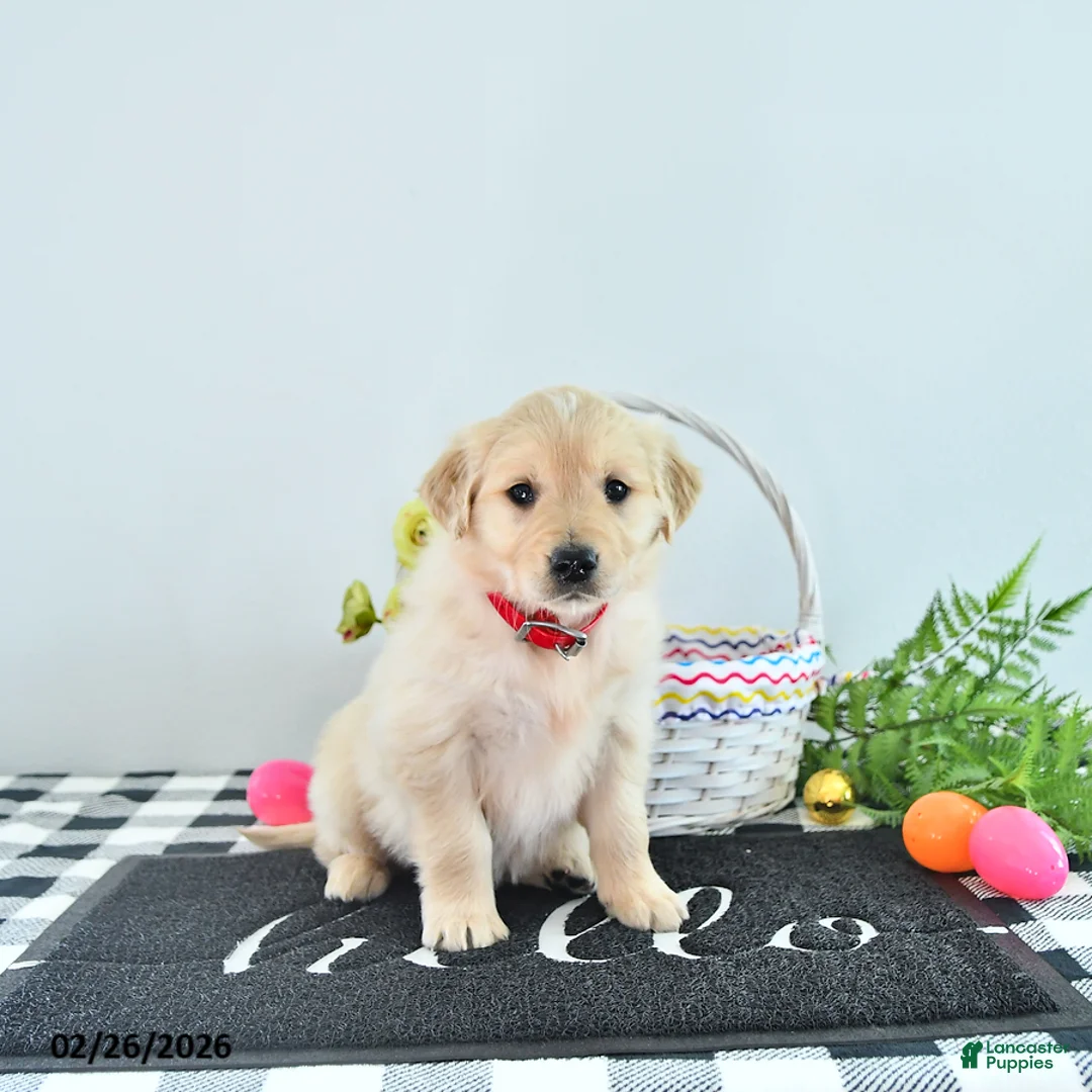Golden Retriever dogs for sale: Ruby - Ad 2