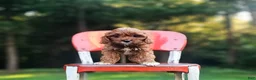 Cavapoo dogs for sale: Hazel - Ad 2