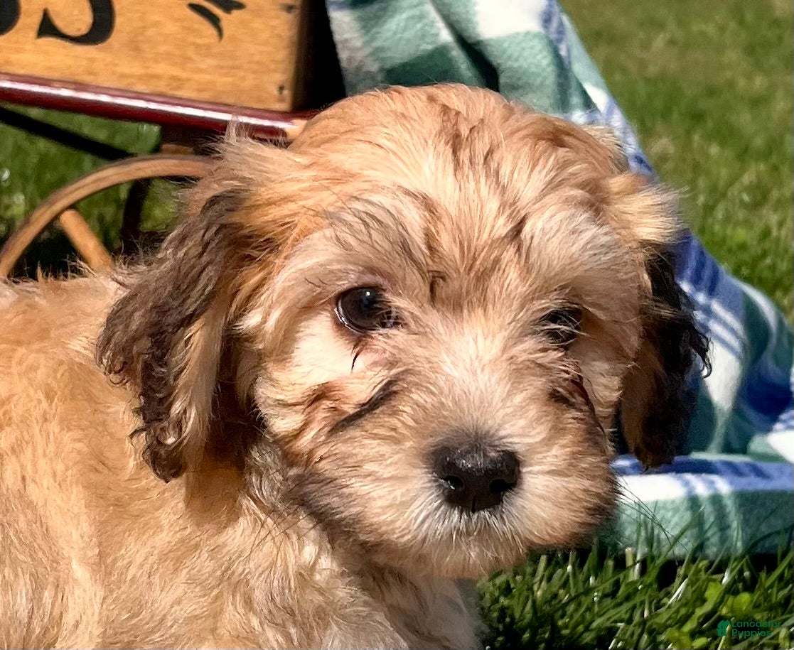 Havanese dogs Duke❤️AKC Registered - Ad 2