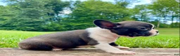 Mixed Breed dogs for sale: Miss Luna  - Ad 7