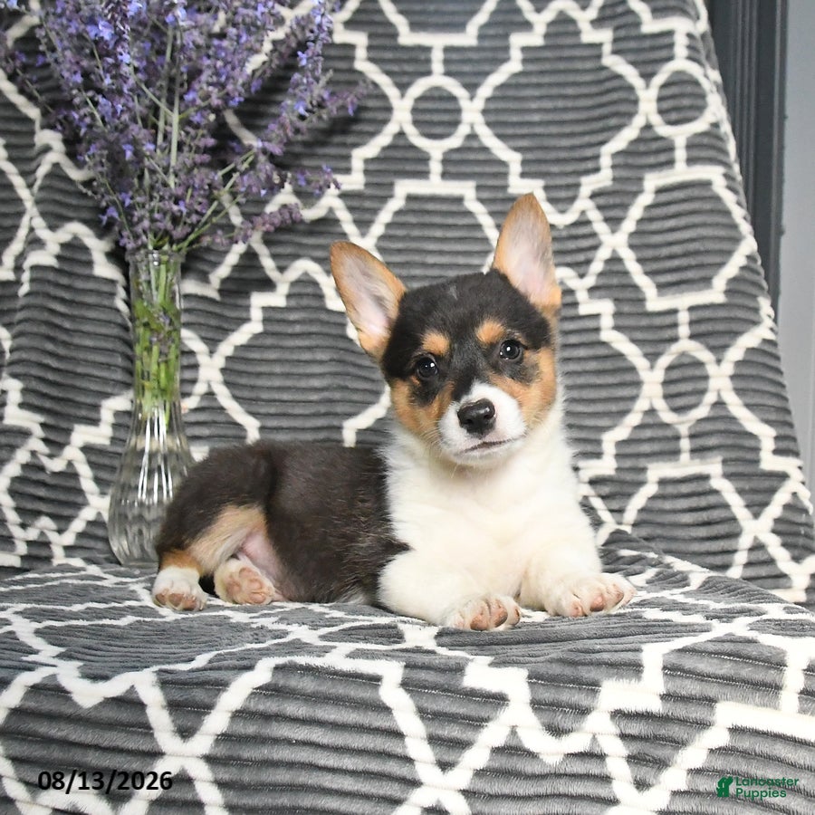 Welsh Corgi Pembroke dogs Cowboy - Ad 2