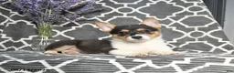 Welsh Corgi Pembroke dogs for sale: Cowboy - Ad 2