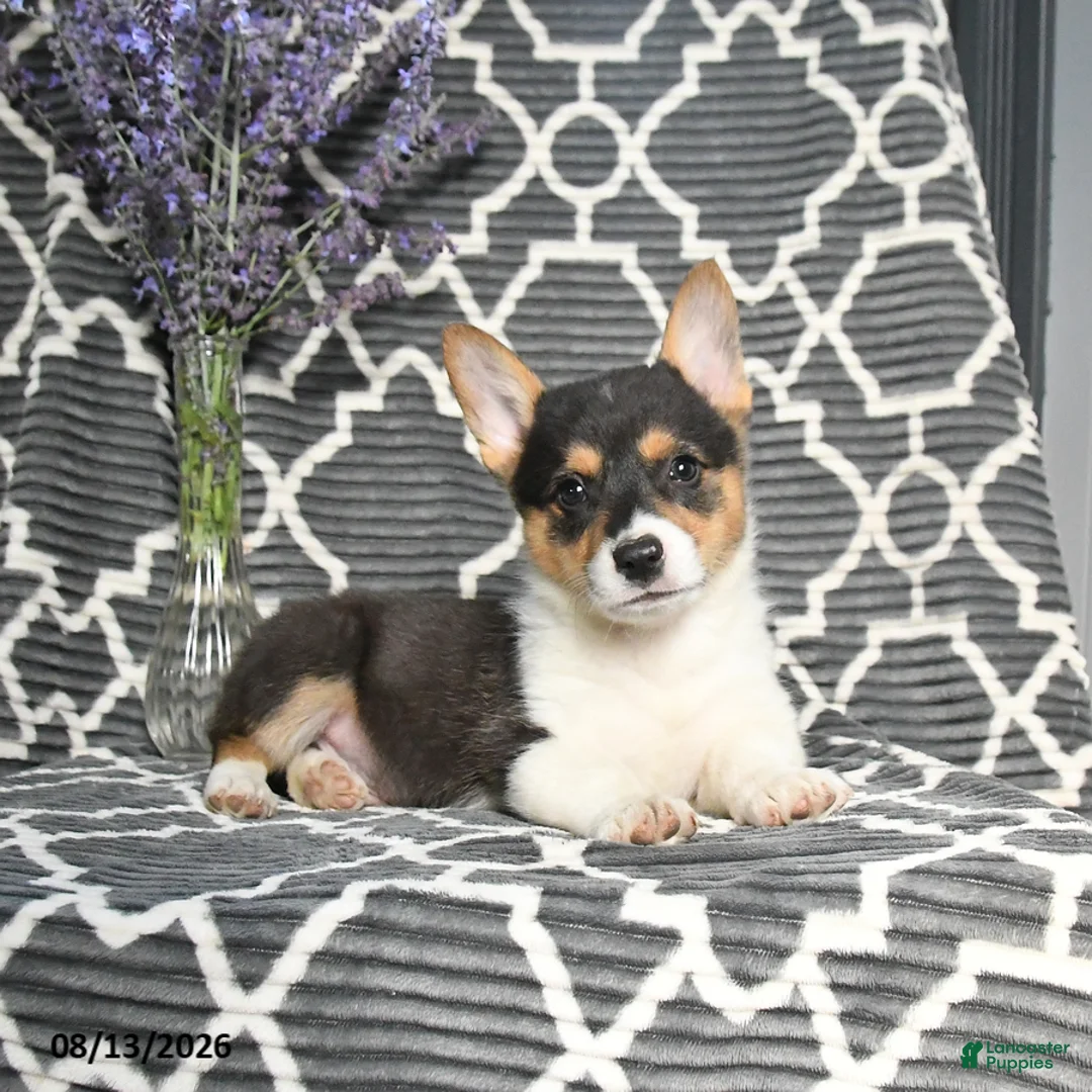 Welsh Corgi Pembroke dogs for sale: Cowboy - Ad 2