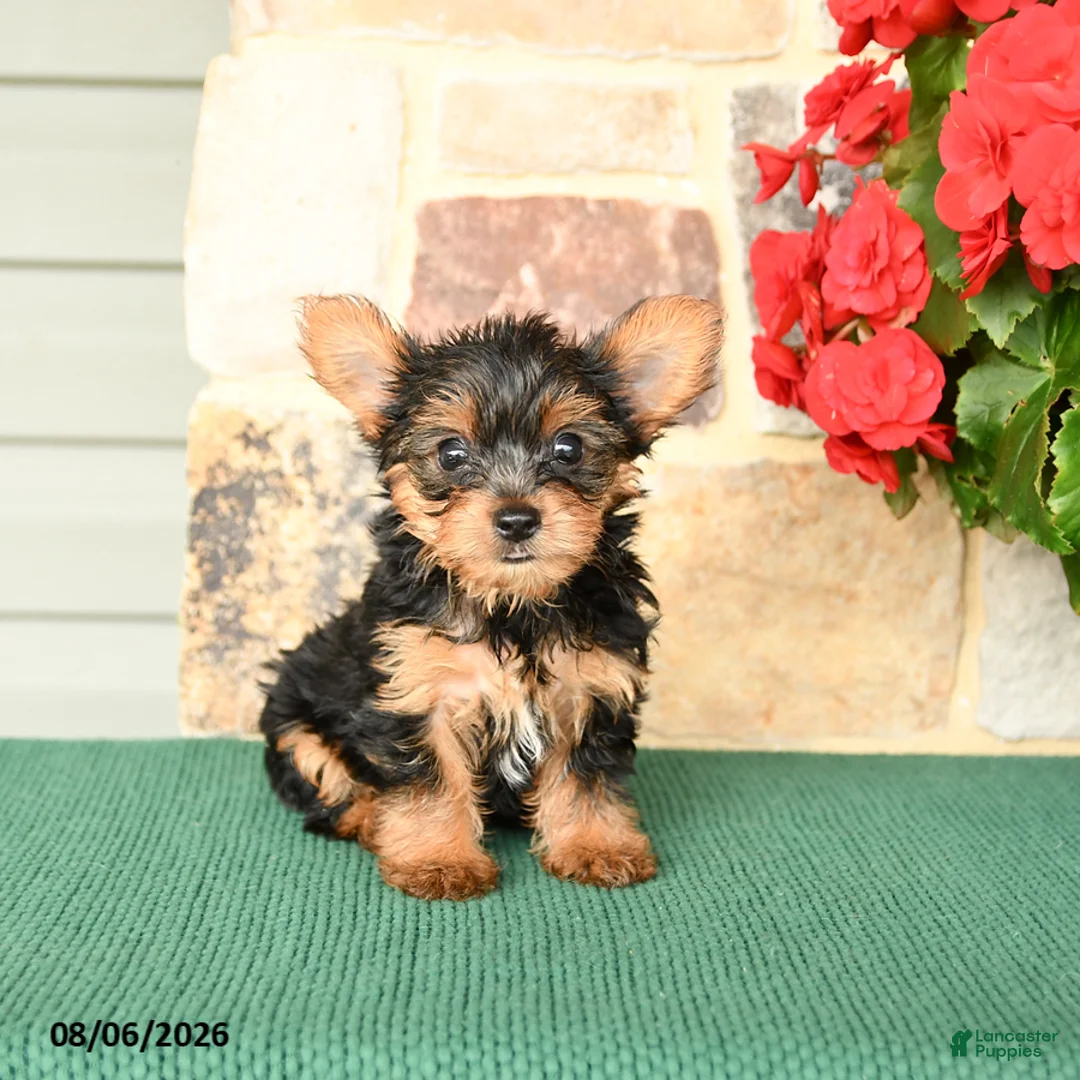 Yorkshire Terrier dogs for sale: Huckleberry - Ad 2