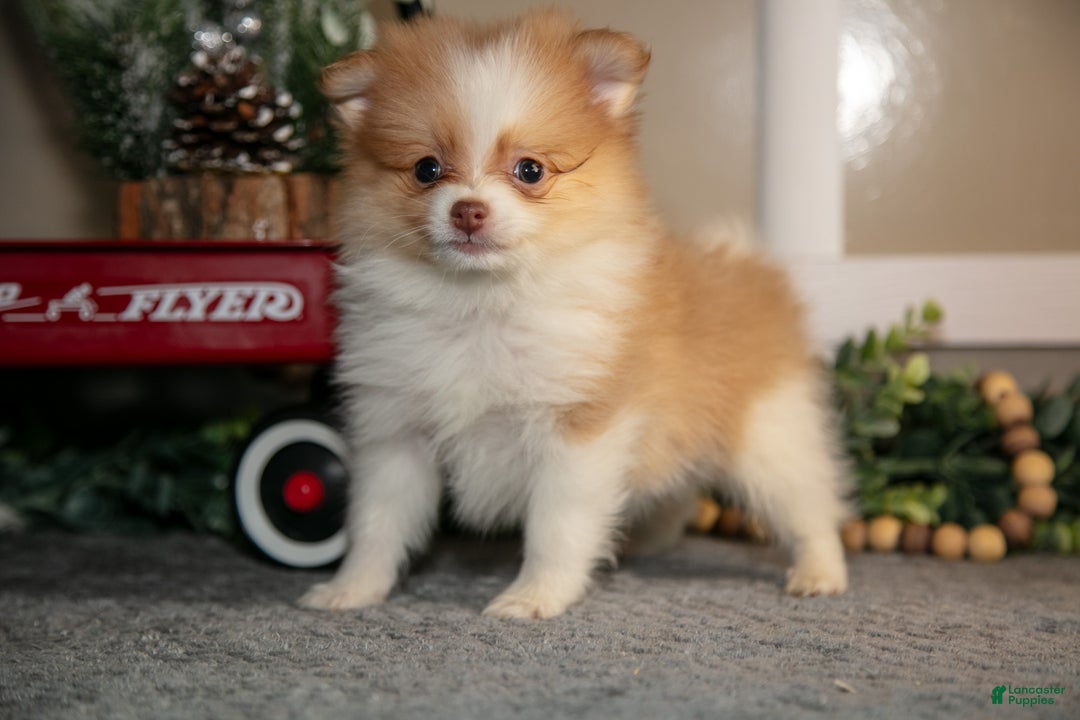 Pomapoo dogs for sale: Mischief - Ad 2