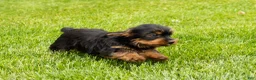Yorkshire Terrier dogs for sale: Myran  - Ad 2