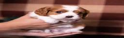 Cavalier King Charles Spaniel dogs for sale: Talon - Ad 2